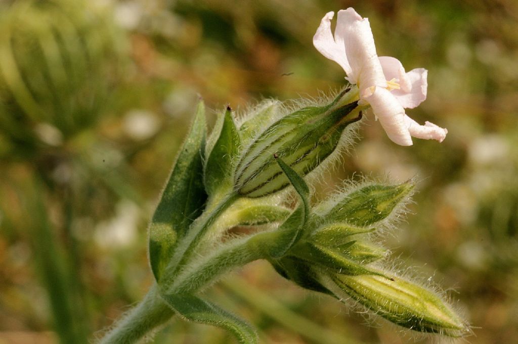 Silene latifolia?